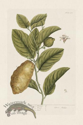 BEE 361 The CitronTree